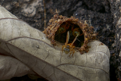 Tetragona ziegleri