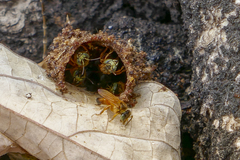 Tetragona ziegleri