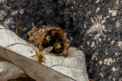 Tetragona ziegleri