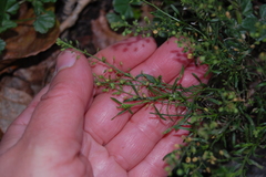 Lepidium ruderale