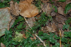 Lepidium ruderale