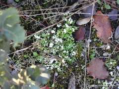 Cladonia convoluta