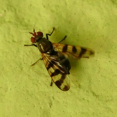 Ceroxys urticae