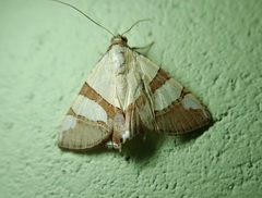 Eulepidotis juncida