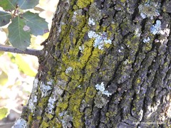 Parmelina carporrhizans