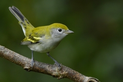 Chestnut-Sided Warbler photo 4