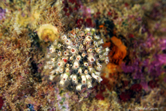 Polycyathus muellerae