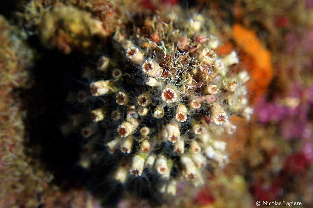 Polycyathus muellerae