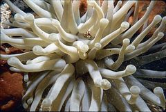 Condylactis gigantea