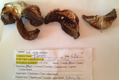 Caloboletus rubripes