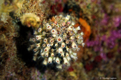 Polycyathus muellerae