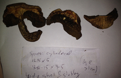 Caloboletus rubripes