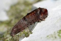 Bena bicolorana