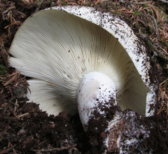 Russula brevipes acrior