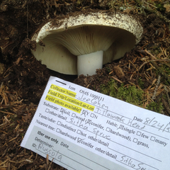 Russula brevipes acrior
