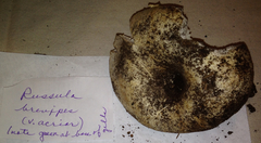Russula brevipes acrior