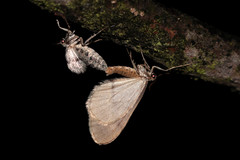 Operophtera fagata