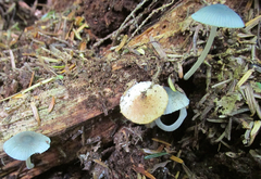 Mycena amicta