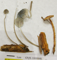 Mycena amicta