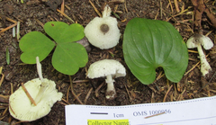 Leucocoprinus brebissonii