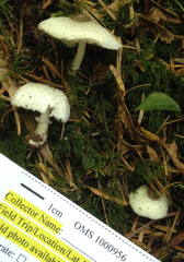 Leucocoprinus brebissonii