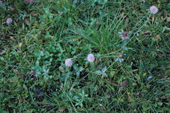Trifolium pratense