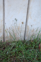 Scorzoneroides autumnalis