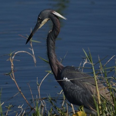 Egretta tricolor image
