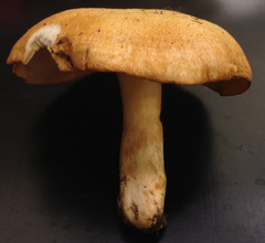 Lactarius olympianus