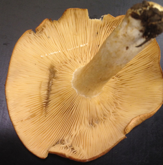 Lactarius olympianus