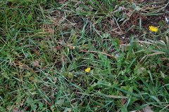 Taraxacum officinale