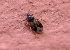 Lyctocoris campestris