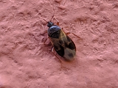 Lyctocoris campestris