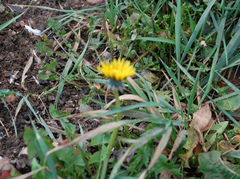 Taraxacum officinale