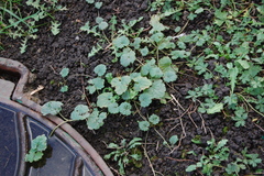 Glechoma hederacea