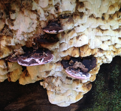 Antrodia heteromorpha