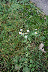 Erigeron annuus