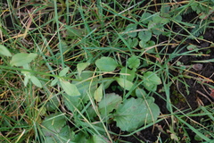 Erigeron annuus