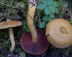 Cortinarius ominosus
