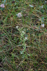 Erigeron canadensis