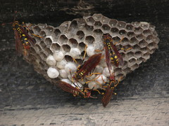 Polistes weyrauchorum