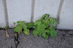 Acer negundo