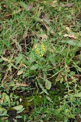 Melilotus officinalis