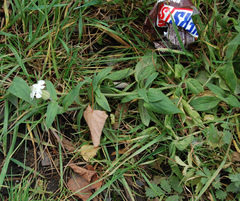 Silene latifolia alba