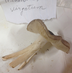 Tricholoma virgatum