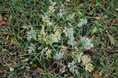 Artemisia absinthium