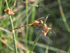 Erythrodiplax cleopatra