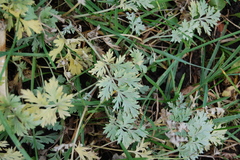 Artemisia absinthium
