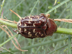 Euphoria leucographa