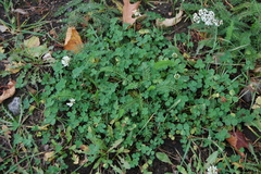 Trifolium repens